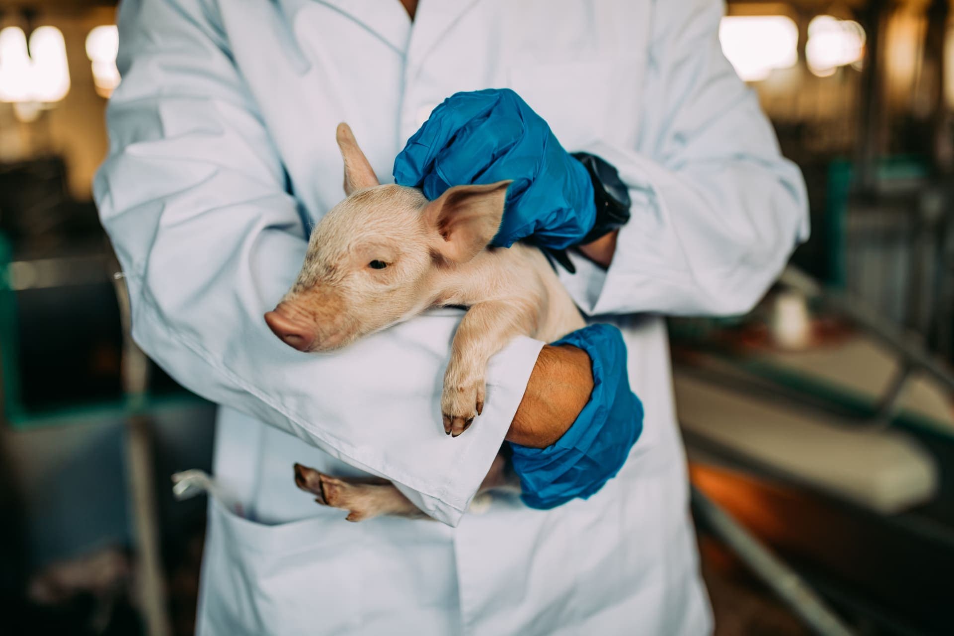 Animal health — veterinarian holding piglet